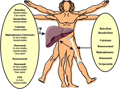 Anti-osteoporotic treatments in the era of non-alcoholic fatty liver disease: friend or foe